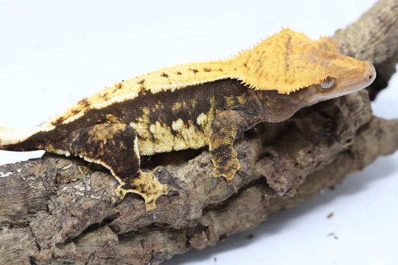 Crested Gecko - Female