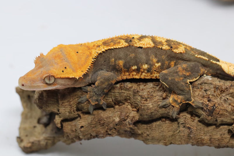 Crested Gecko - Female