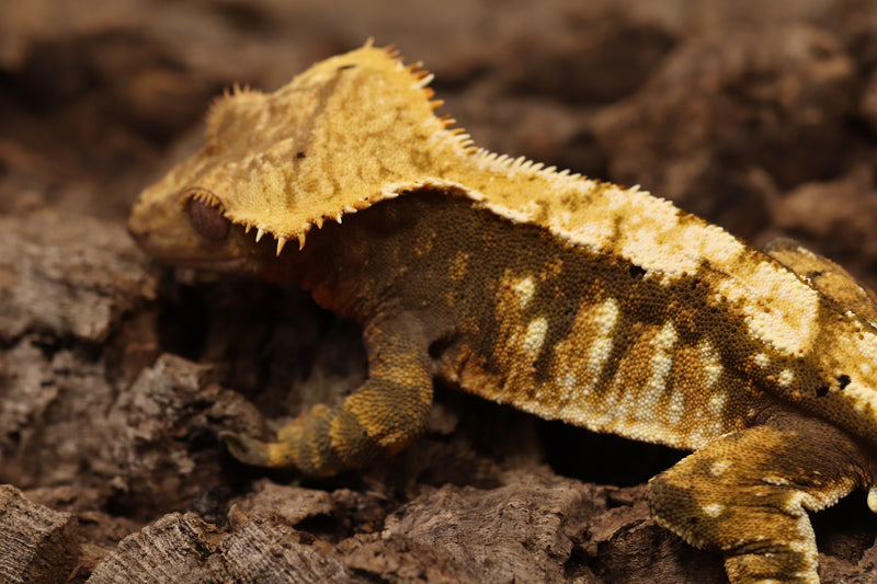 Crested Gecko - Tricolor Male