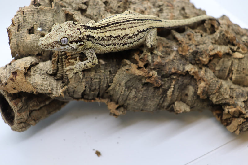 Gargoyle Gecko - GF14-20