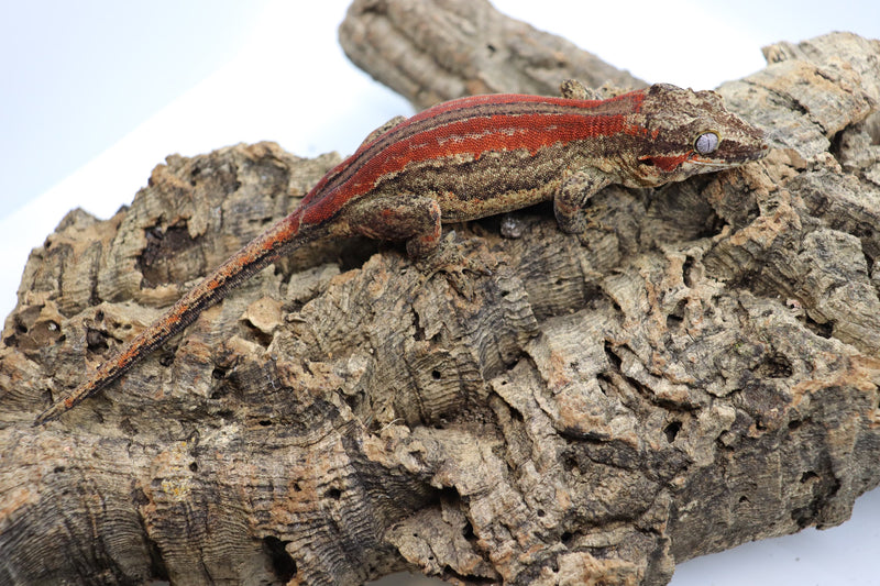 Gargoyle Gecko - GF6-20