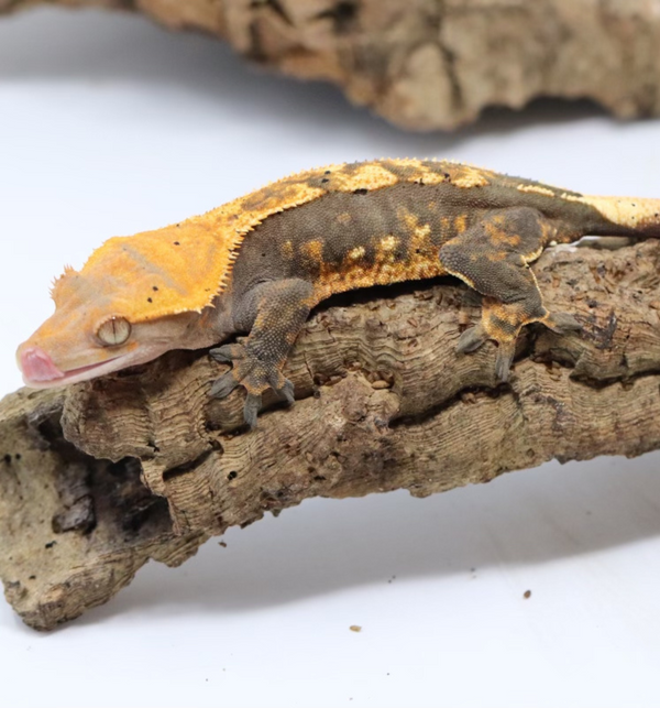 Crested Gecko - Female