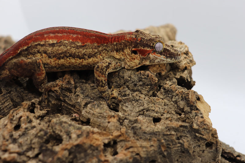 Gargoyle Gecko - GF6-20