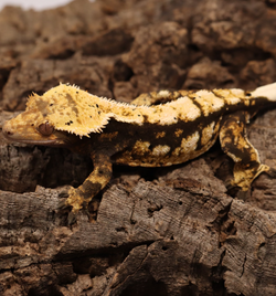 Crested Gecko - Tricolor Female