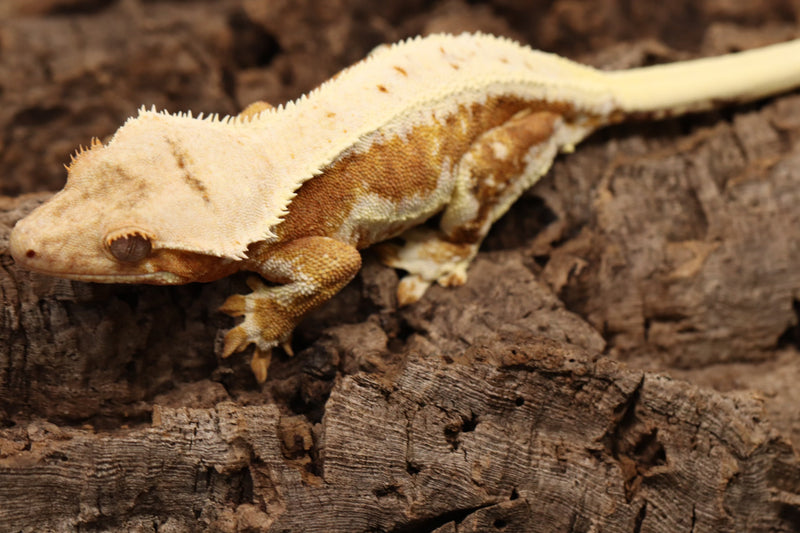 Crested Gecko - Lilly White Female