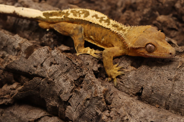 Crested Gecko - Male
