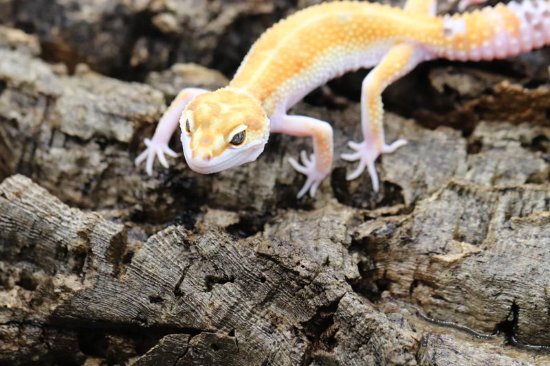 WY Tangerine Leopard Gecko