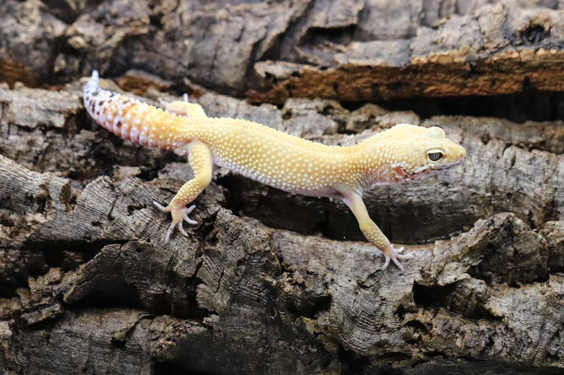 Tangerine Leopard Gecko - Roberson Reptiles