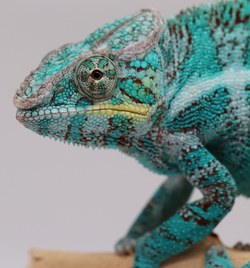 Pitbull - Nosy Faly Panther Chameleon - Roberson Reptiles