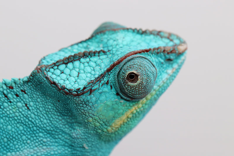 Nosy Be Panther Chameleon