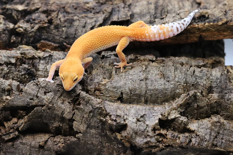 Tangerine Leopard Gecko - Roberson Reptiles