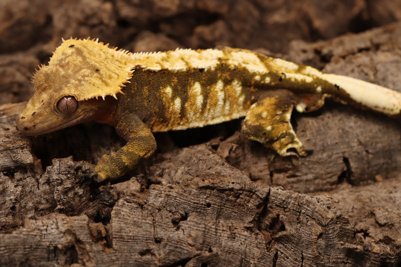 Crested Gecko - Tricolor Male