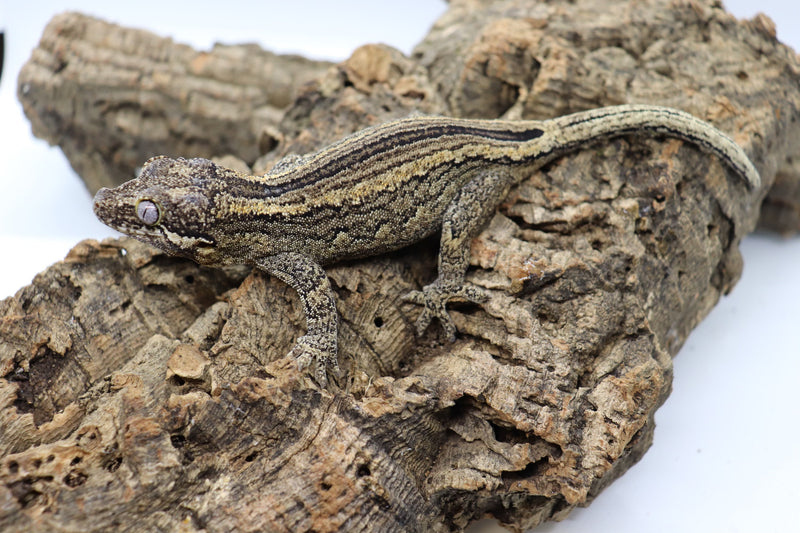 Gargoyle Gecko - GF9-20