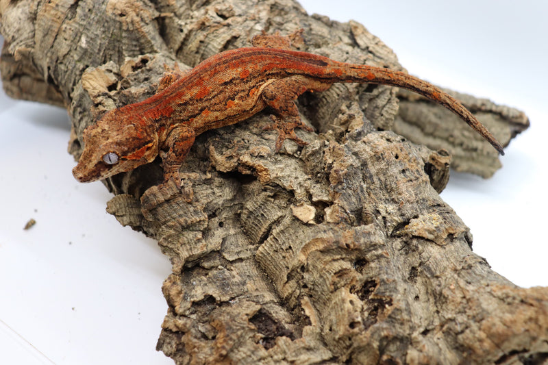 Gargoyle Gecko - GM3-20