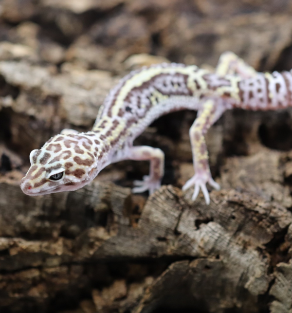 Black Night Mack Snow Leopard Gecko - Roberson Reptiles