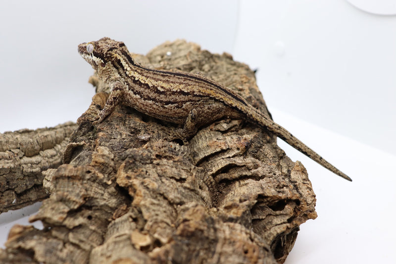 Gargoyle Gecko - GF12-20