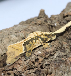 Crested Gecko - Male