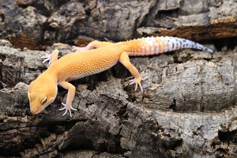 Tangerine Leopard Gecko - Roberson Reptiles