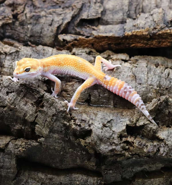 WY Tangerine Leopard Gecko - Roberson Reptiles
