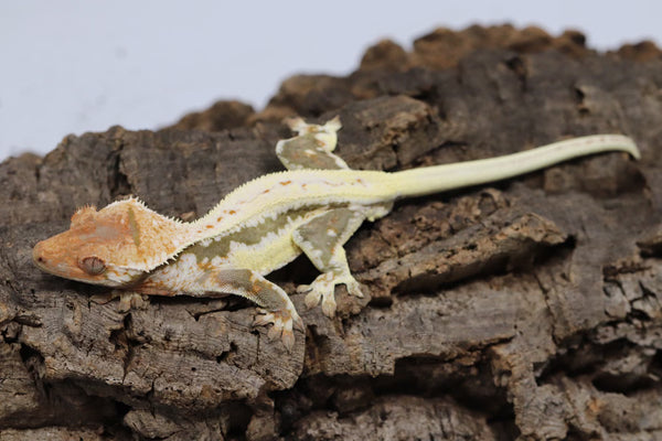 Crested Gecko - Lilly White Male