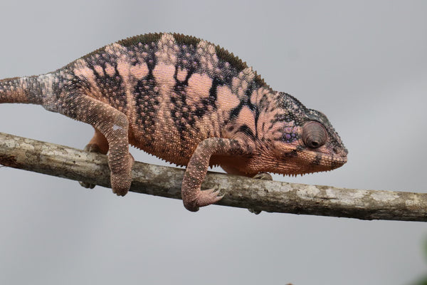 Ambilobe Panther Chameleon - Mystery Female