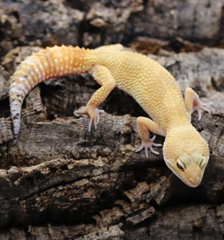 Tangerine Leopard Gecko
