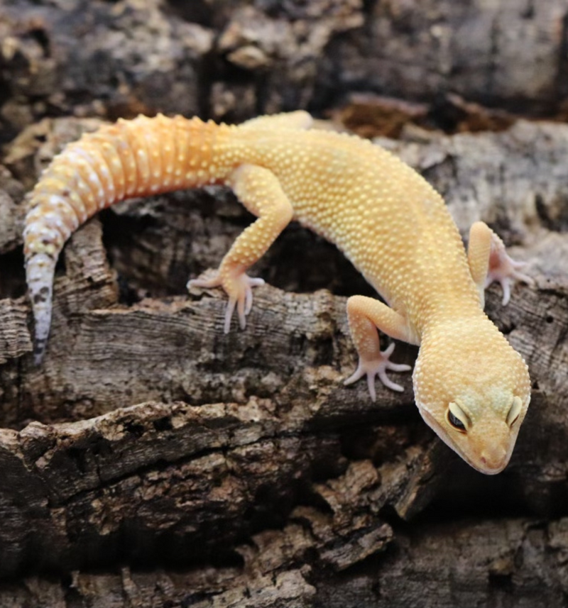 Tangerine Leopard Gecko