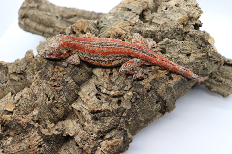 Gargoyle Gecko - GF8-20