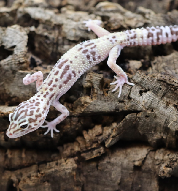 TUG Snow Leopard Gecko - Roberson Reptiles