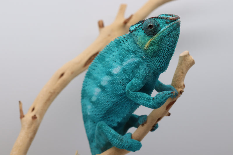 Nosy Be Panther Chameleon