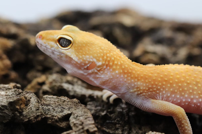 Tangerine Leopard Gecko