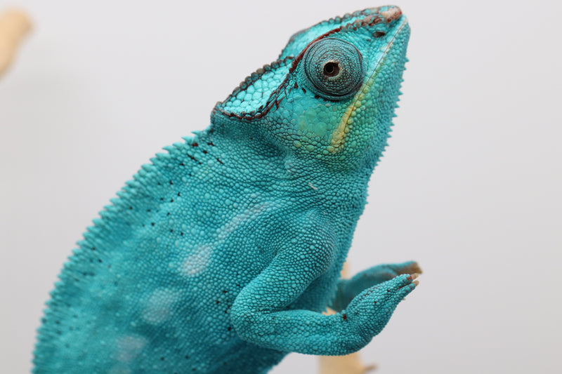 Nosy Be Panther Chameleon