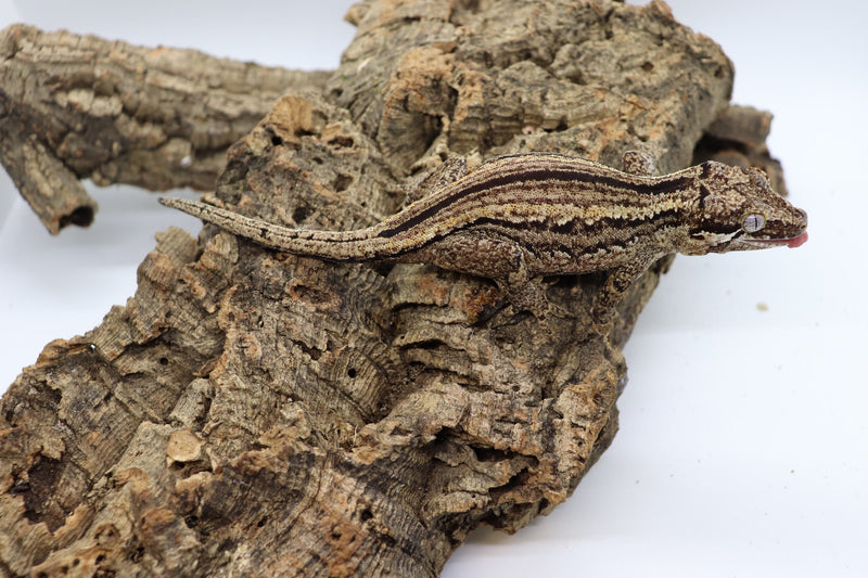 Gargoyle Gecko - GF12-20