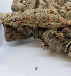 Gargoyle Gecko - GF16-20