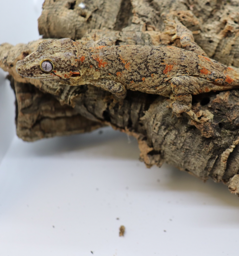 Gargoyle Gecko - GF16-20