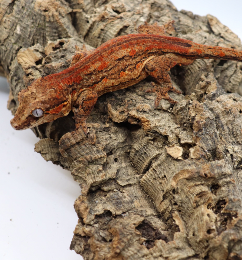 Gargoyle Gecko - GM3-20