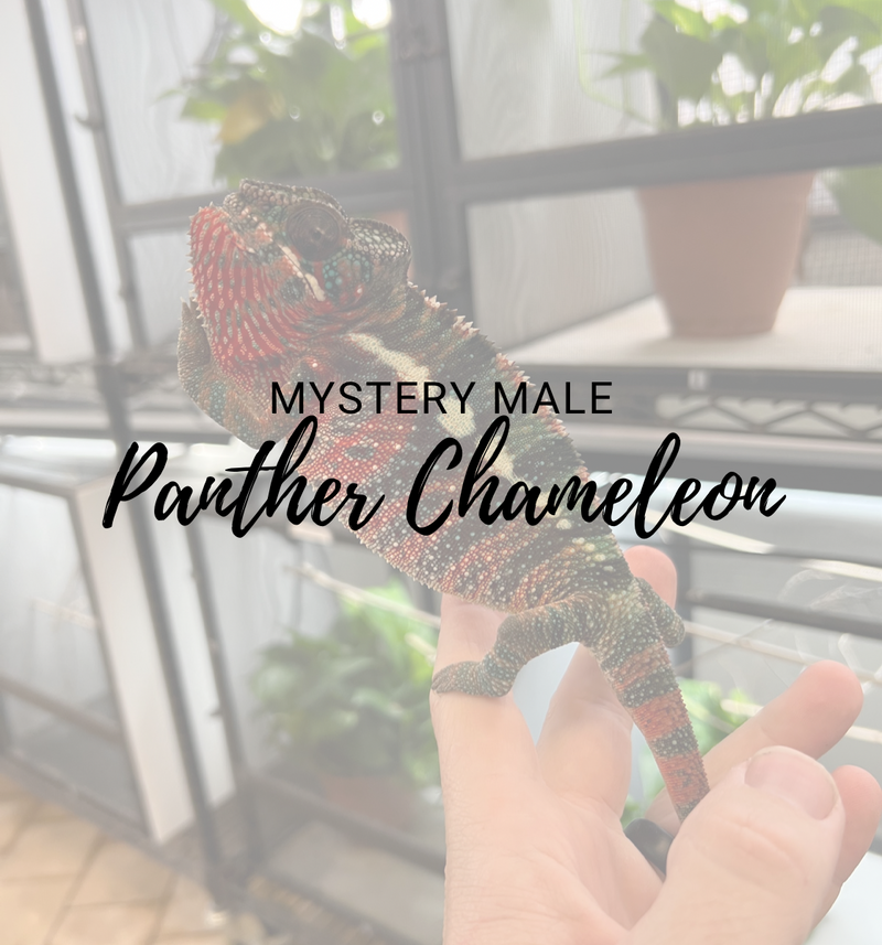 Panther Chameleon - Mystery Male