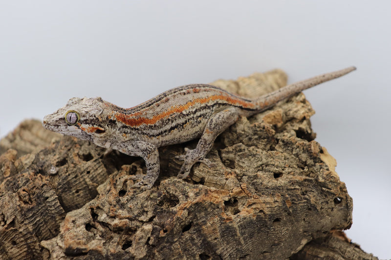 Gargoyle Gecko - GF4-20