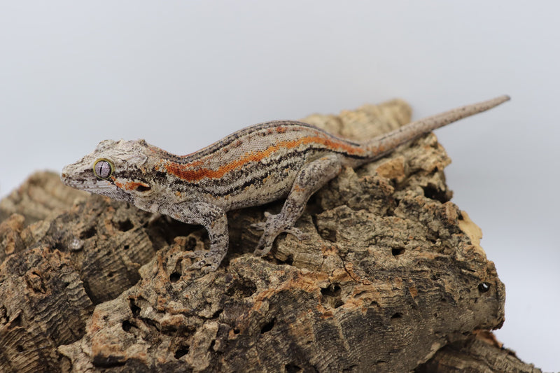 Gargoyle Gecko - GF4-20
