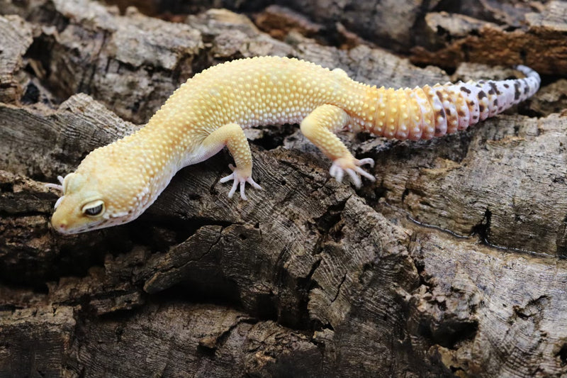Tangerine Leopard Gecko - Roberson Reptiles