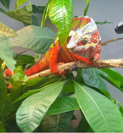 Ambilobe Panther Chameleon