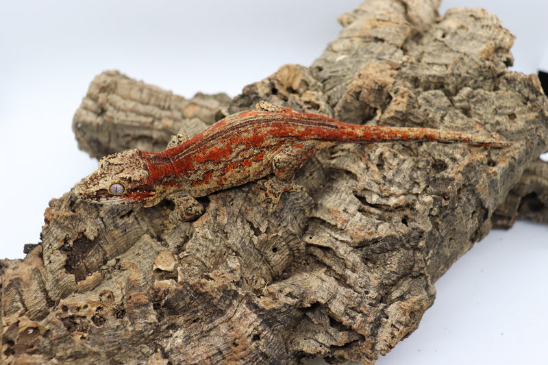 Gargoyle Gecko - GF5-20