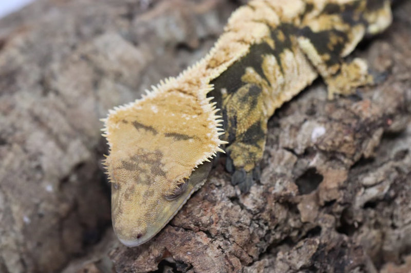 Crested Gecko - Male