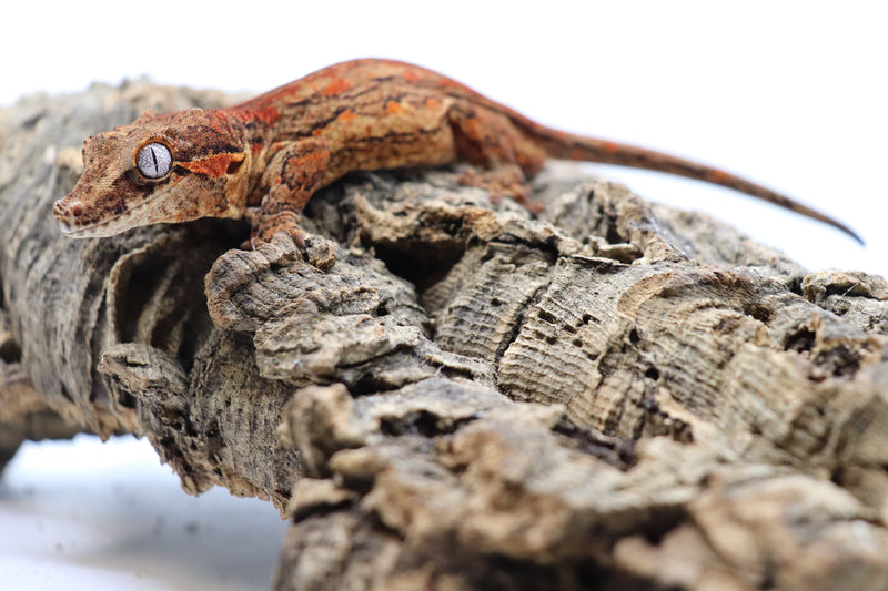 Gargoyle Gecko - GM3-20