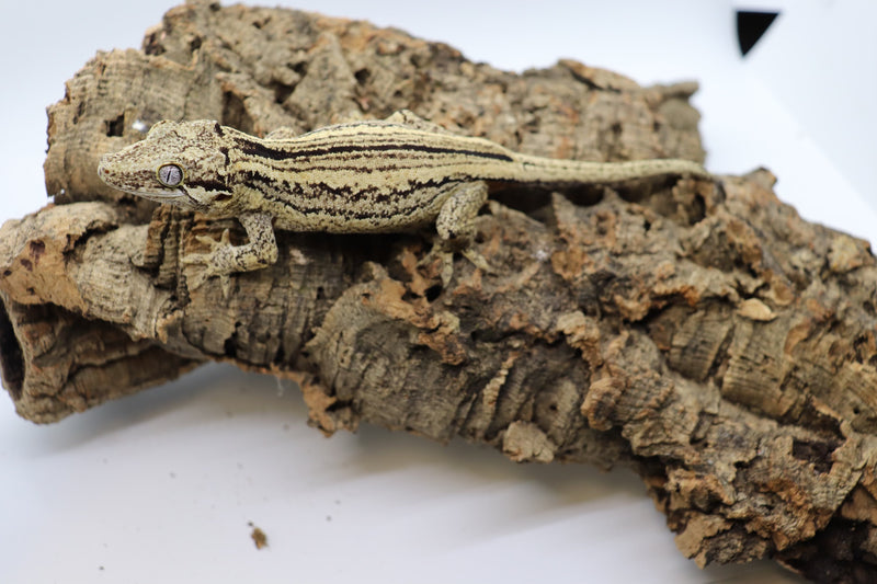 Gargoyle Gecko - GF14-20