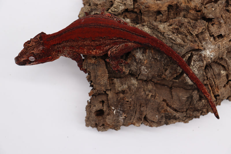 Striped Female Gargoyle Breeder