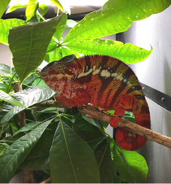Ambilobe Panther Chameleon
