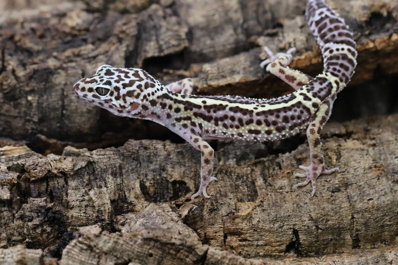 Black Night Mack Snow Leopard Gecko