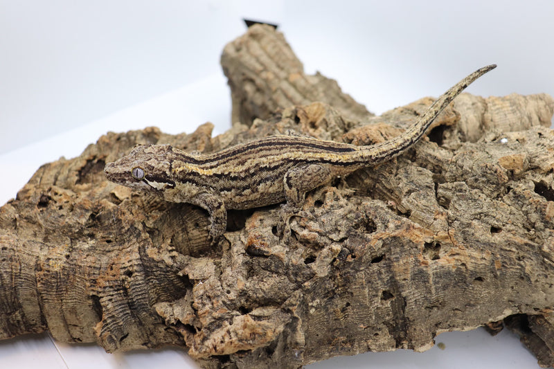 Gargoyle Gecko - GF11-20