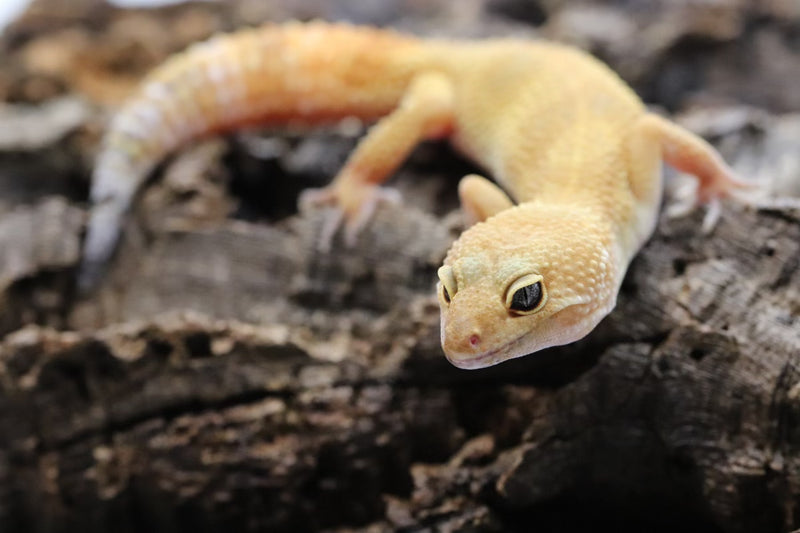 Tangerine Leopard Gecko
